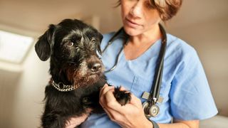 A vet holding black senior dog