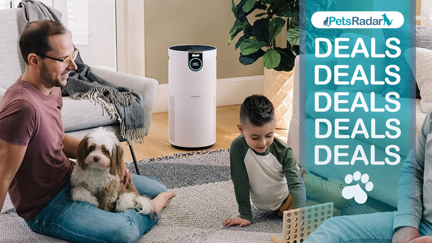 Shark Air Purifier in a room with a man, dog, a child playing, with a petsradar deals overlay to the right hand side 