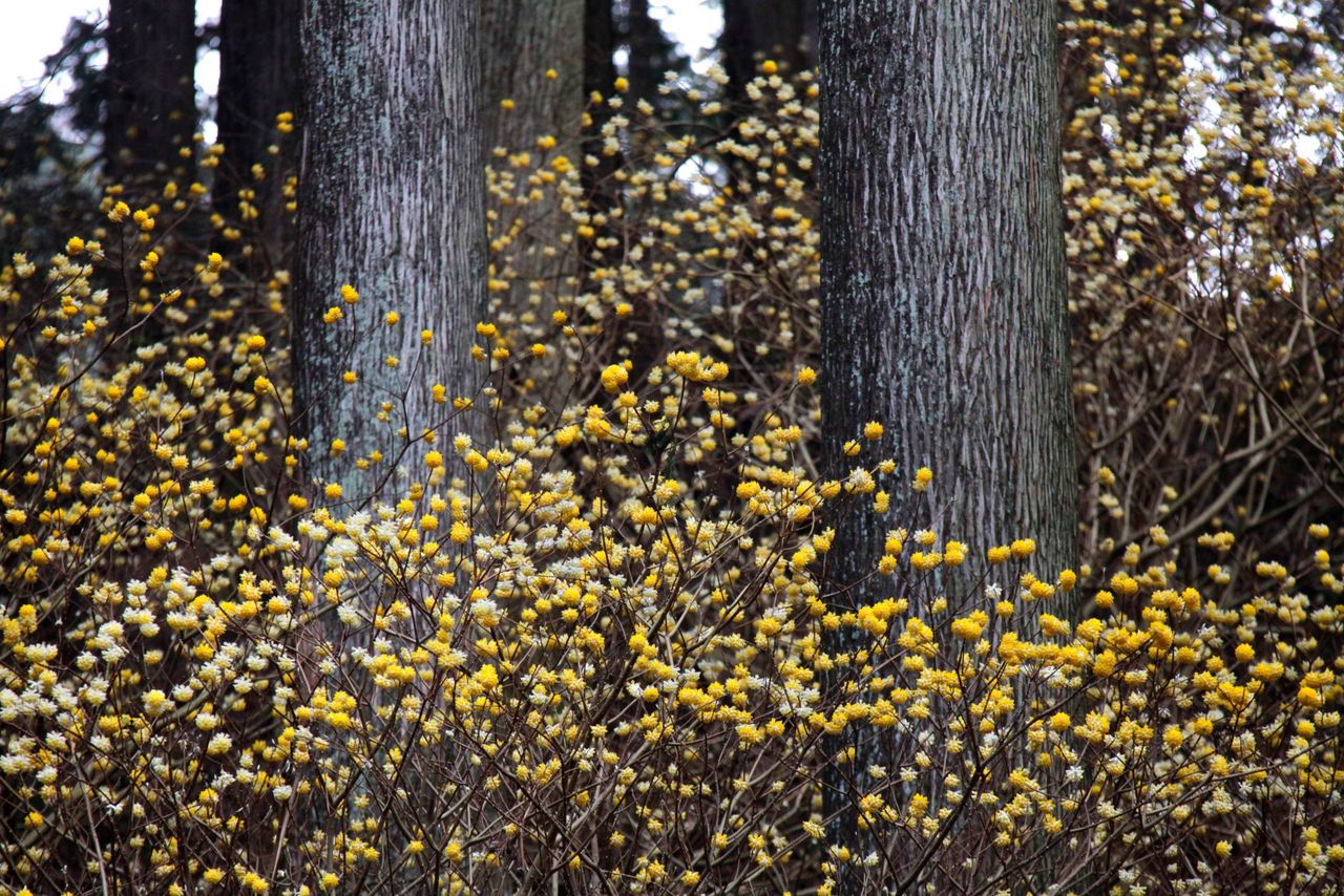 Edgeworthia chrysantha in a Cryptomeria forest Japan.