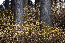 Edgeworthia chrysantha in a Cryptomeria forest Japan.