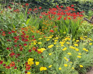 Trio of red flowering plants in garden border