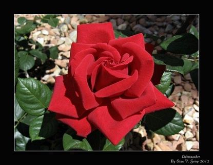 Red Kordes Rose