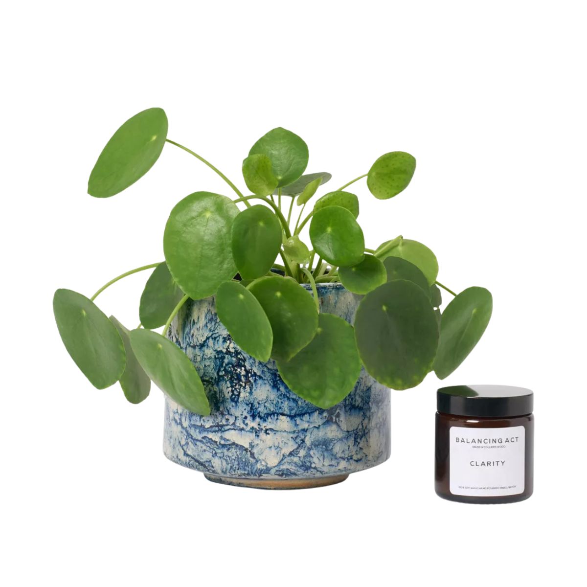 Patch Plants Penny