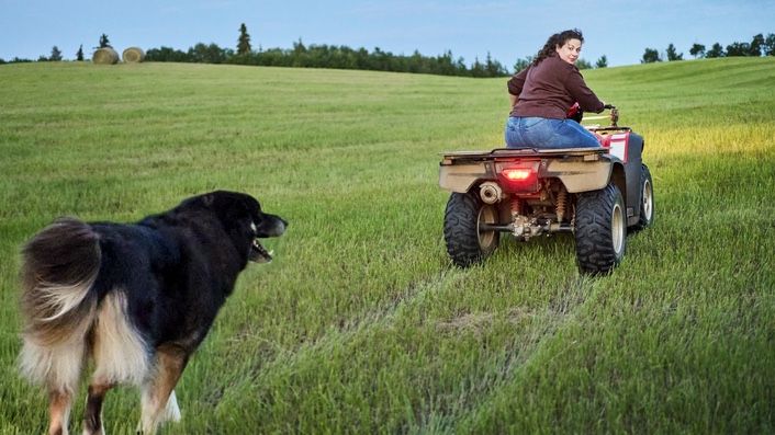 View of 32 common dog behavior problems and solutions | PetsRadar