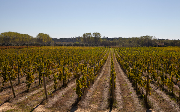 Niepoort Bairrada vineyards
