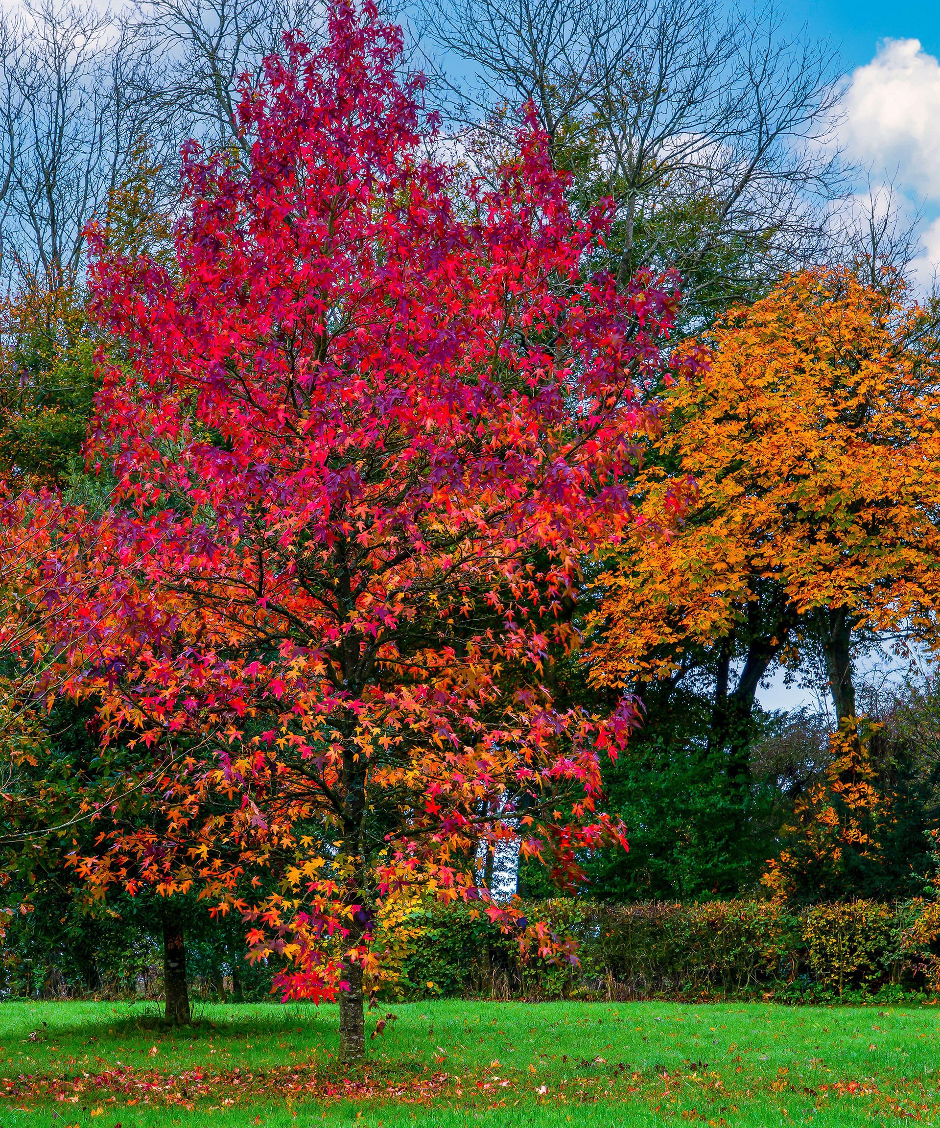 Colorful Fast Growing Tree Best fast-growing trees: 10 trees to bring superfast impact | Gardeningetc
