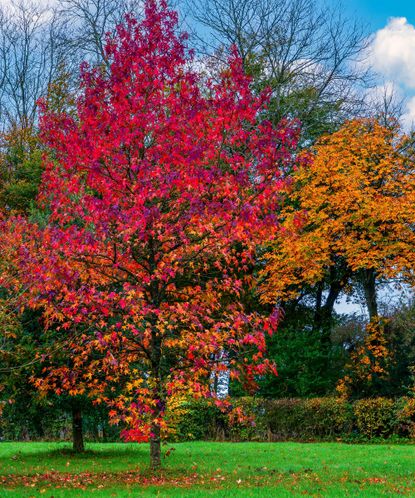 Best fast-growing trees: 10 trees to bring superfast impact | Gardeningetc