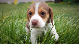 Teacup dog breeds: Pocket Beagle on the grass