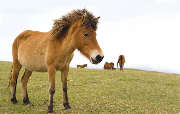 Yonaguni horse / Yonaguni Pony, Yonaguni Island, Okinawa, Japan