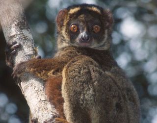 Woolly lemur (Avahi laniger), a primate species found on Madagascar.