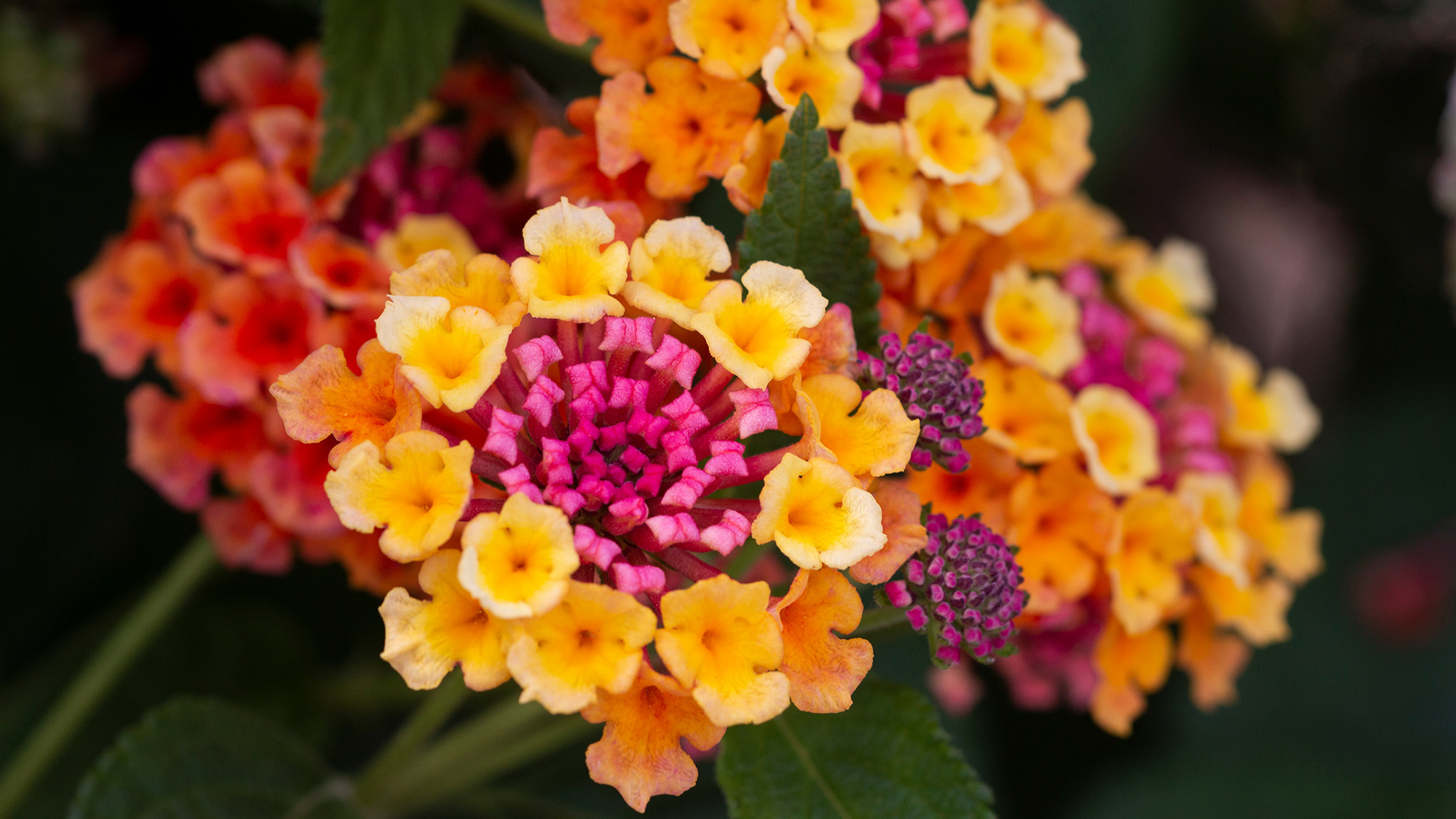 Lantana camara