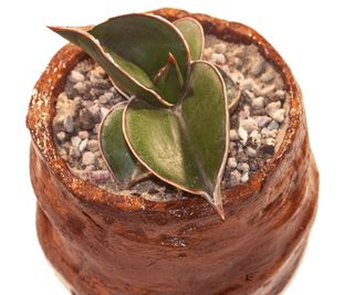 snake plant Samurai with glazed ceramic pot