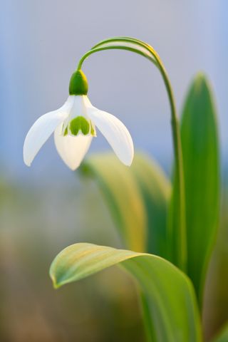 North Green snowdrops