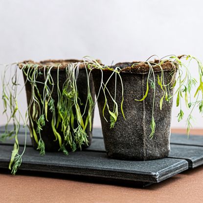 withered dill seedlings in a pot