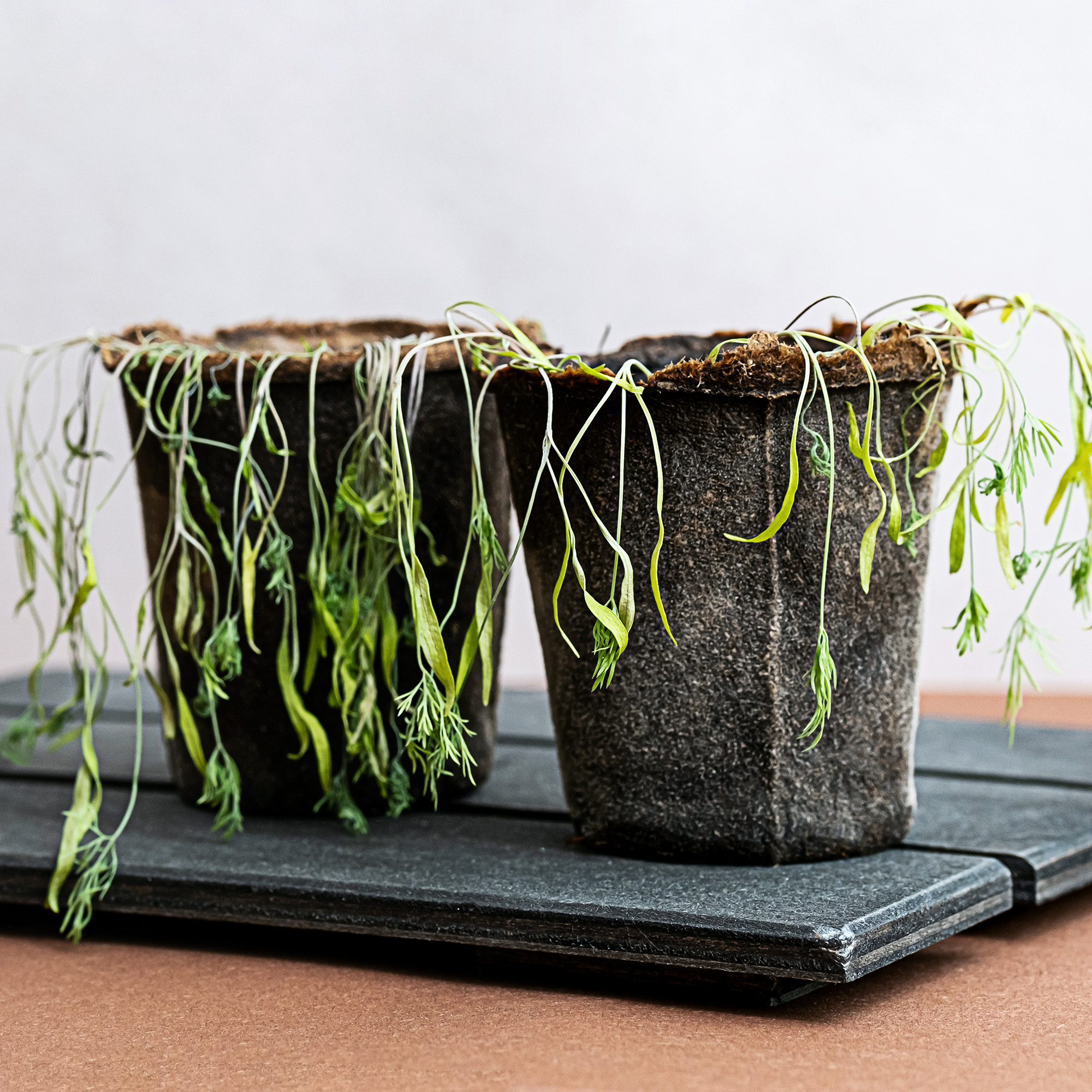 withered dill seedlings in a pot