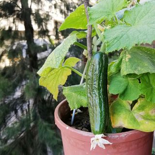 A cucumber growing in a pot