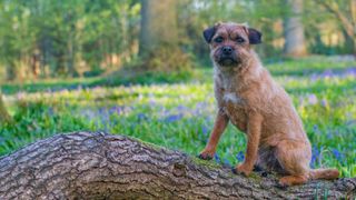 Border Terrier, sat on a log in a bluebell wood