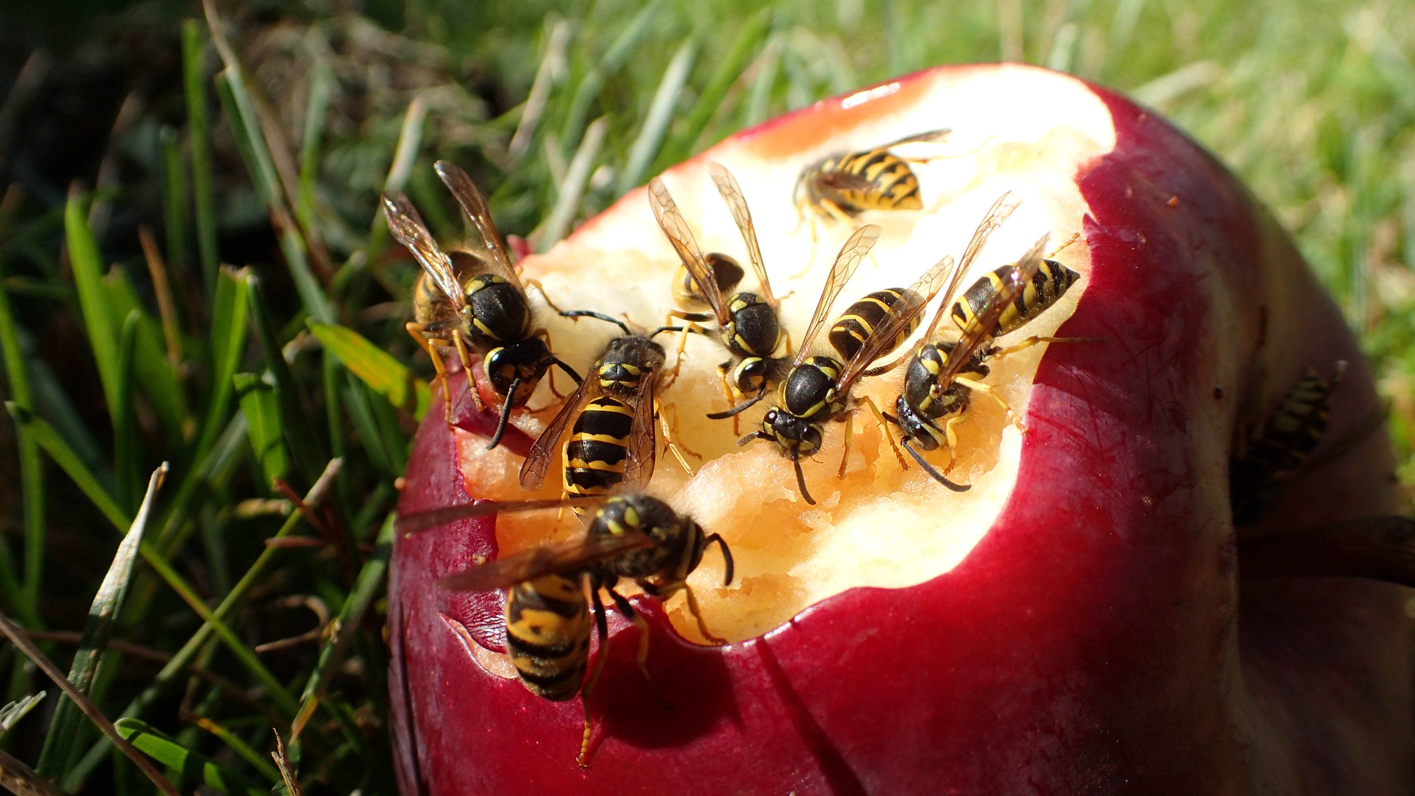 Wasps eating a red apple