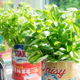 Basil and parsley planted in decorative tins