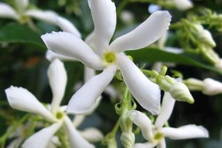 Star Jasmine with white flowers