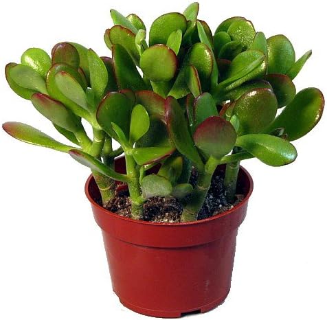 Jade plant