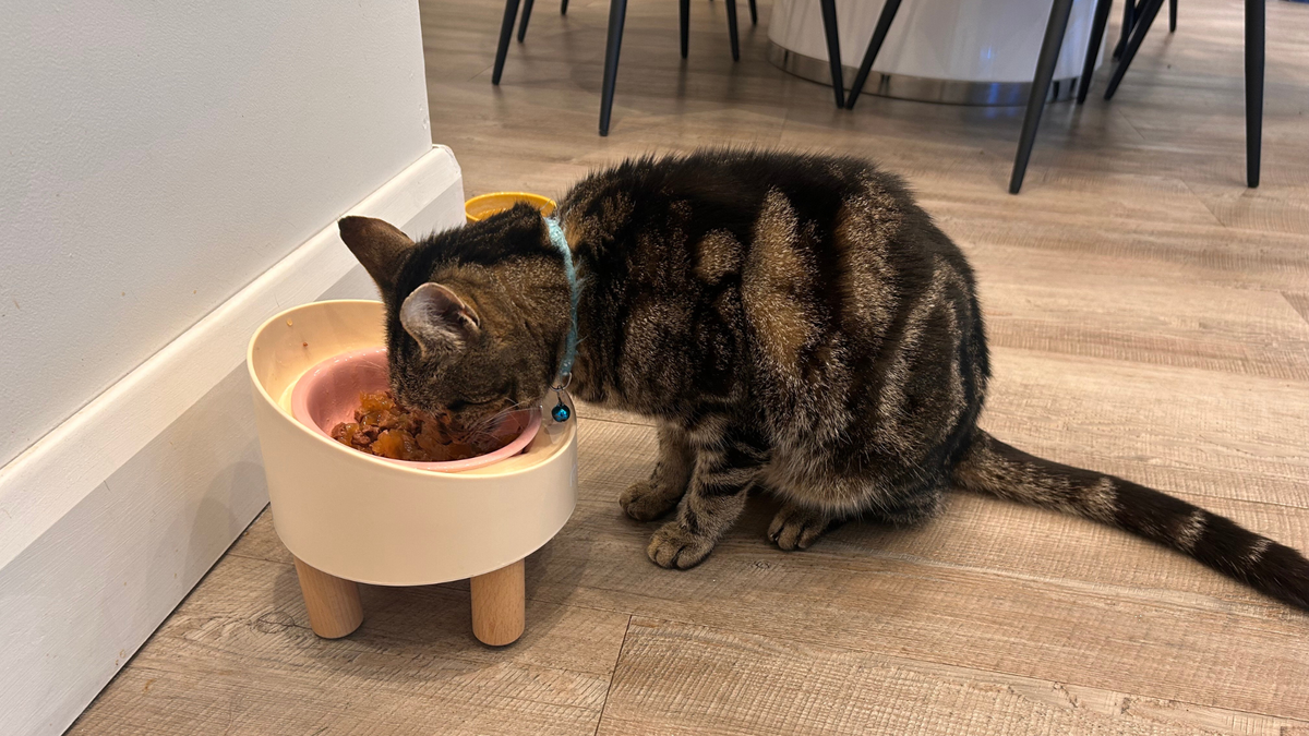 Chilli eating food from the MS!MAKESURE Rolls Pet Bowl