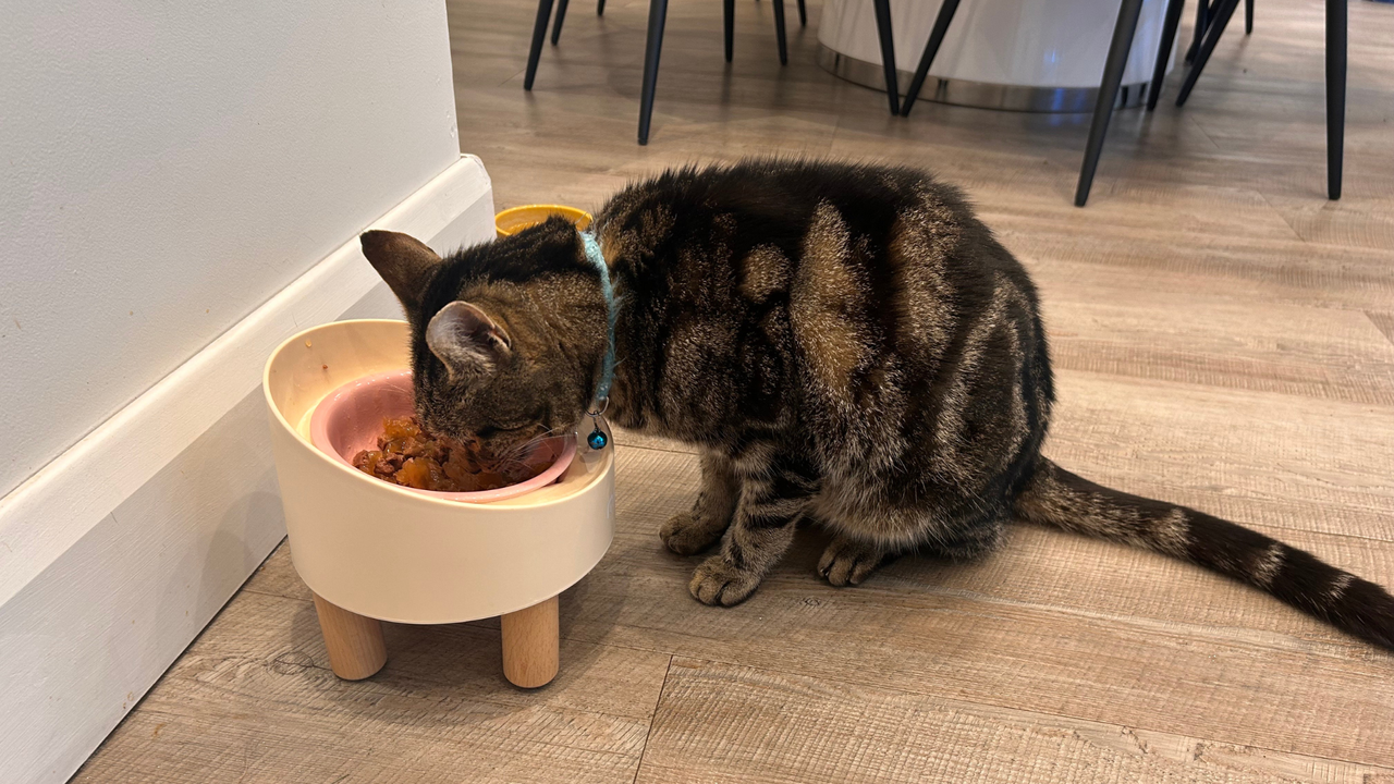 Chilli eating food from the MS!MAKESURE Rolls Pet Bowl