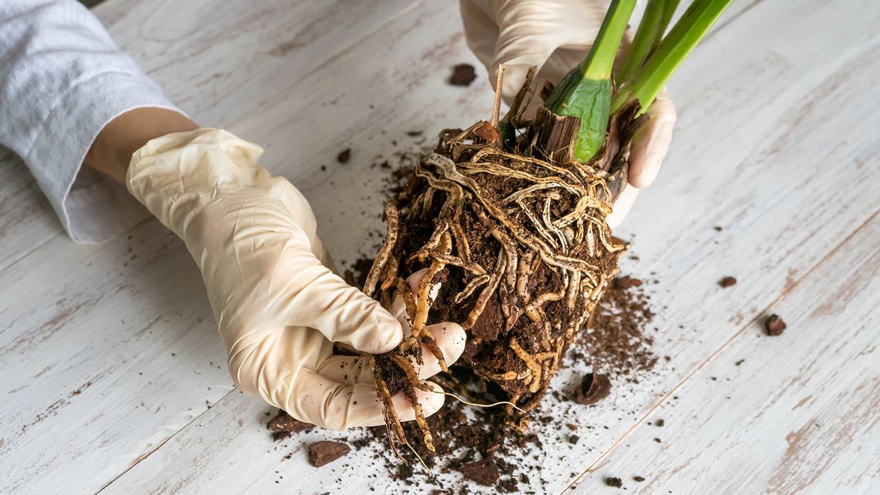 Examining orchid roots with suspected root rot