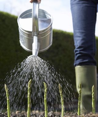 Watering asparagus plants with a watering can