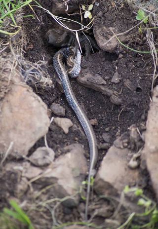The snake is an Almaden ground snake, a common species in the Serra do Caverá.