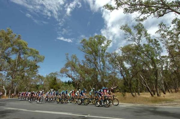 The peloton race towards Tanunda on stage 4 of the Tour Down Under
