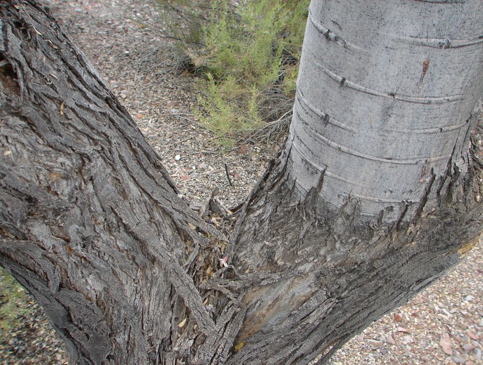 Flowering Beauty Photos of Desert Ironwood Trees Live Science