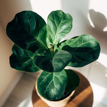 fiddle leaf fig plant growing indoors in dappled light