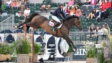 A bay horse wearing a white saddle pad displaying the French flag landing from an oxer.