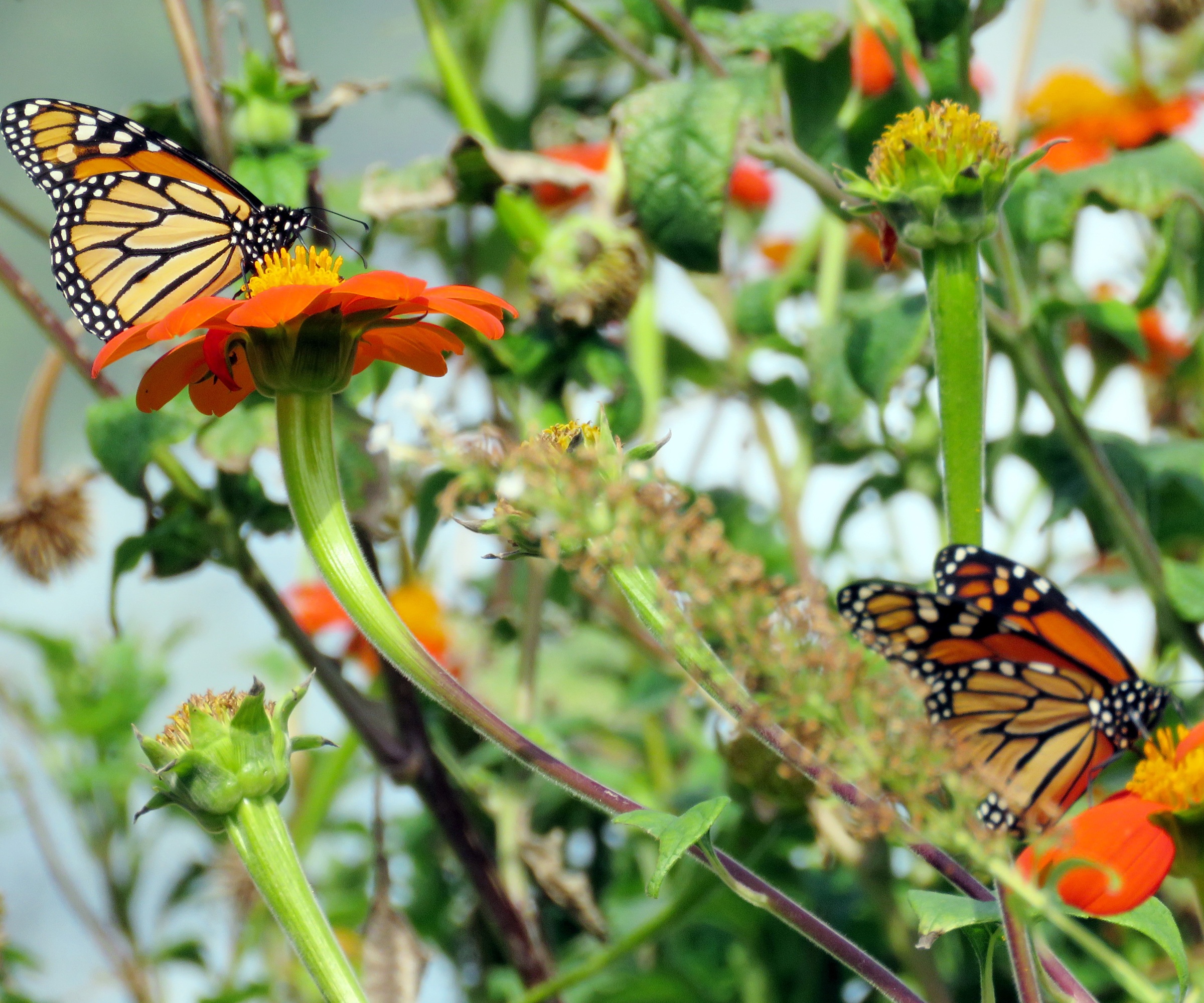 Mexican Sunflower, Monarch butterfly