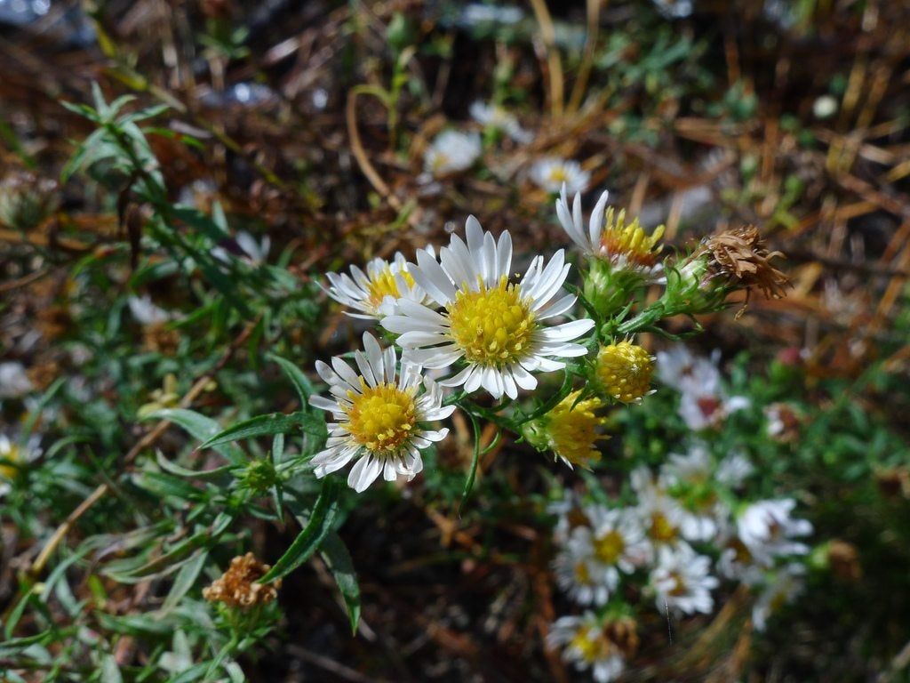 Bushy Aster Plants