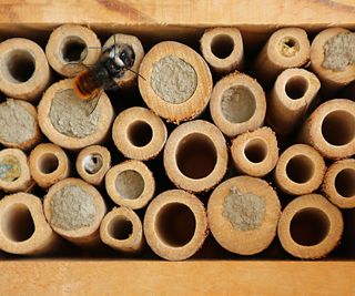 A bee hotel with a solitary bee