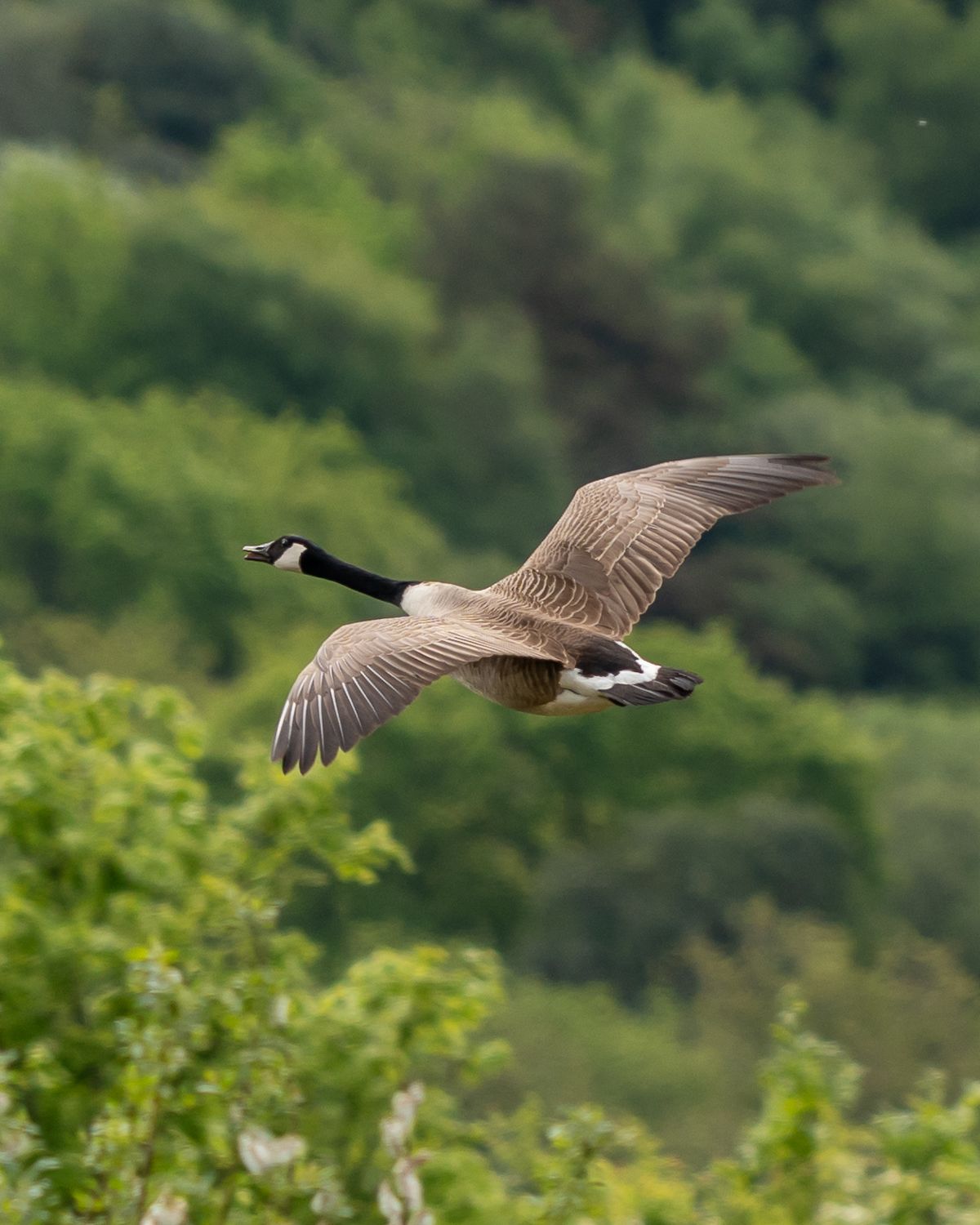 canada goose flying against a green background