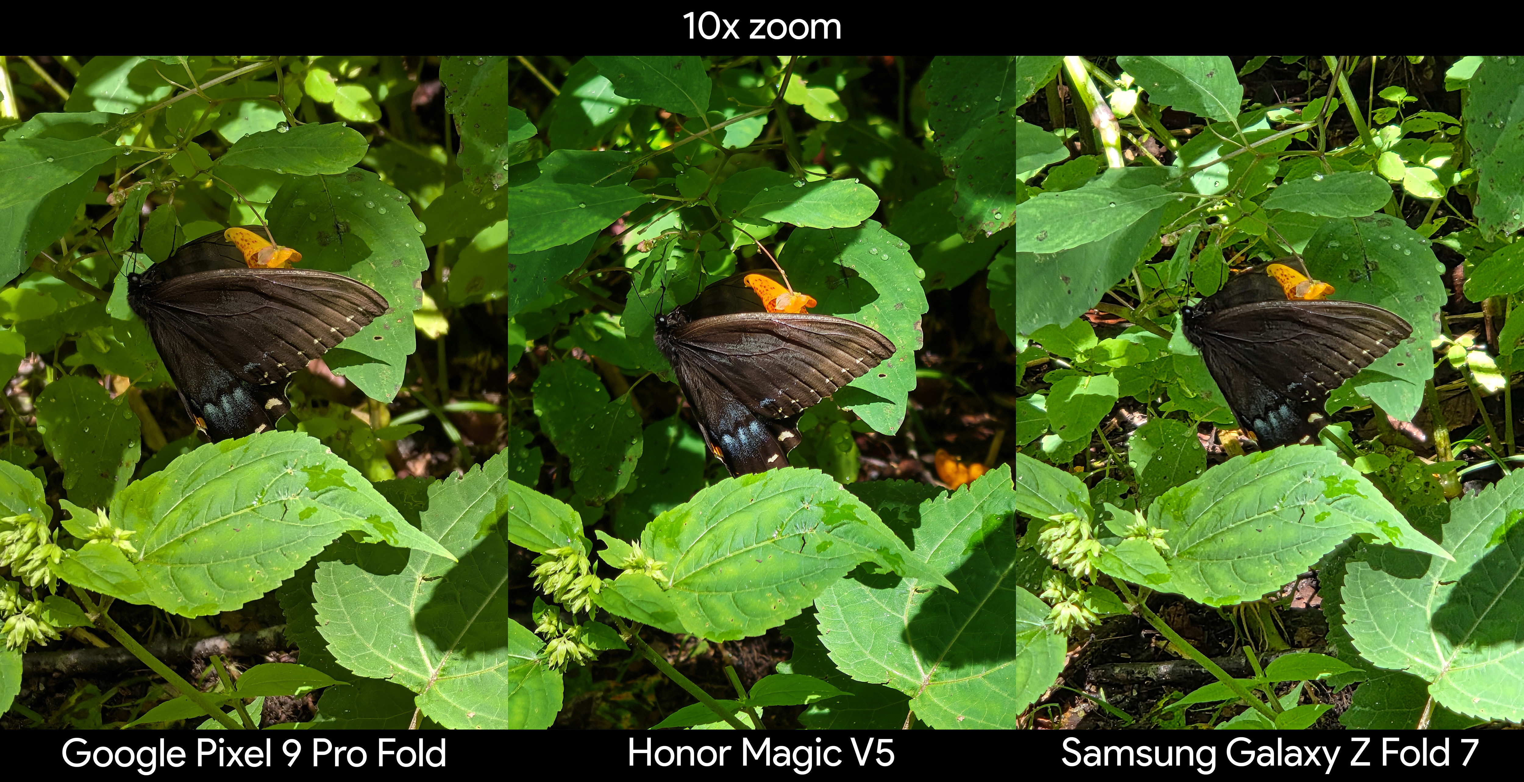 Capturing a photo of a dark brown butterfly on a bright green plant to compare the Honor Magic V5, Samsung Galaxy Z Fold 7, and Google Pixel 9 Pro Fold's cameras