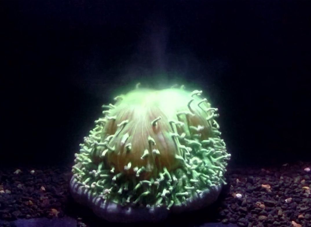 The mushroom coral &lt;em&gt;Heliofungia actiniformis&lt;/em&gt; belches its symbiotic algal cells (green plume) when the water heats up.