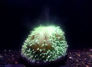 The mushroom coral <em>Heliofungia actiniformis</em> belches its symbiotic algal cells (green plume) when the water heats up.