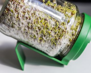 Broccoli sprouts growing in a sprouting jar