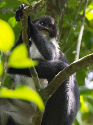 A Miller's grizzled langur caught on camera.