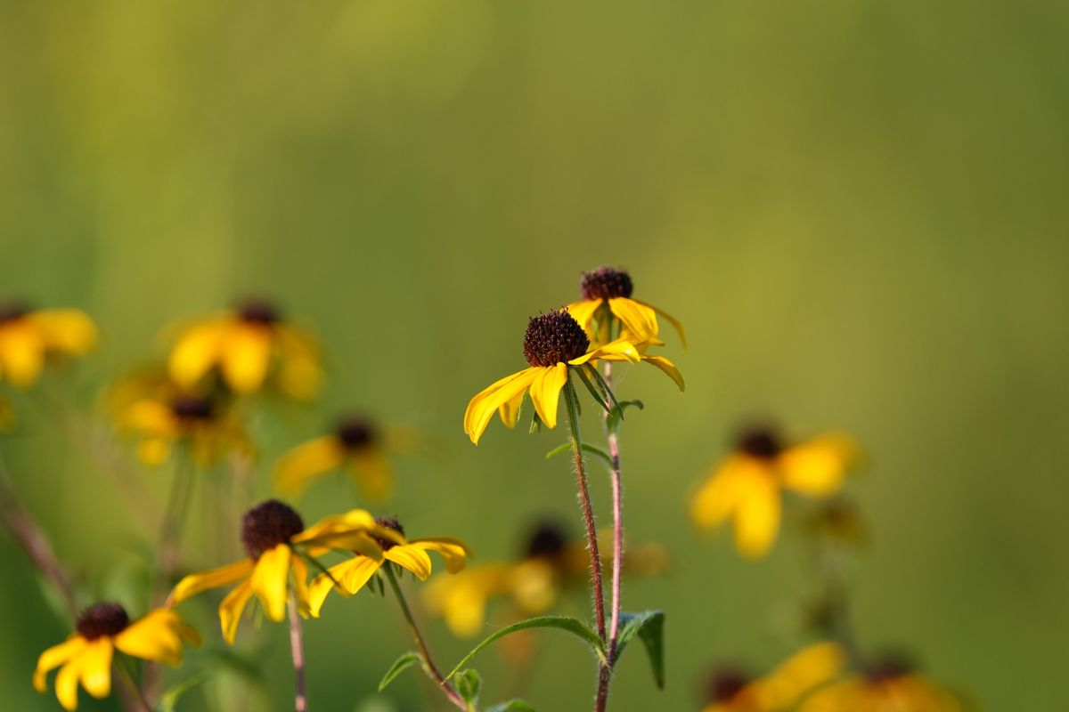 Image samples from the Sony 400mm f/4.5 GM OSS and the Sony A7 V