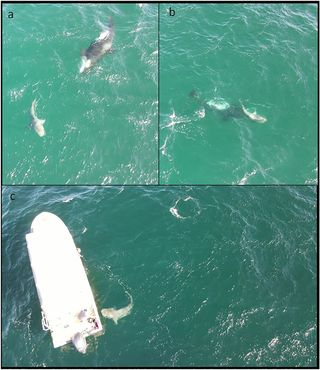 composite image showing orcas hunting a bull shark next to a boat