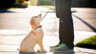 how to train a puppy to walk on a leash