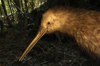 A great spotted kiwi.