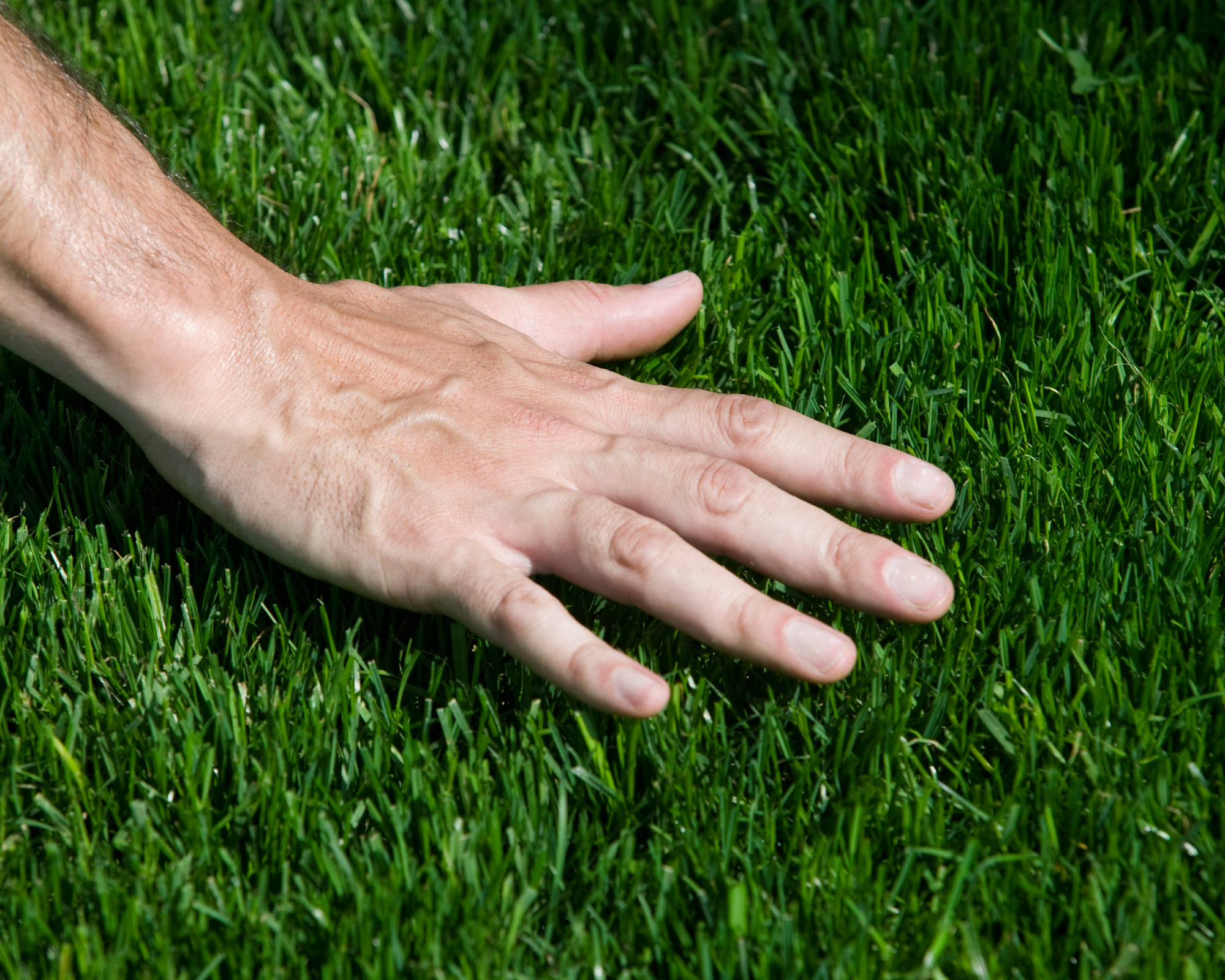 Man's hand hovering over freshly cut grass