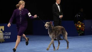 Claire the Scottish deerhound is crowned the National Dog Show 2021 winner