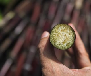 High angle close-up view of human hand holding a stalk of purple sugarcane with blurred purple background